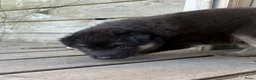 Kruising honden te koop: Gerberian shepsky’s pups - Advertentie 20