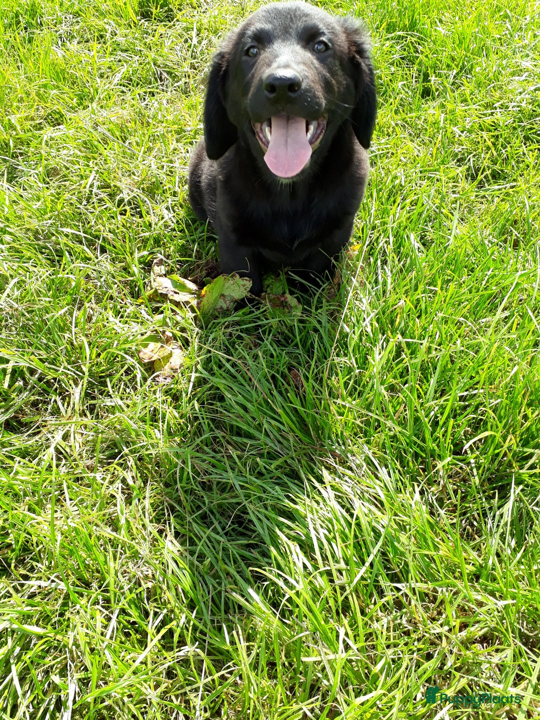 Kruising honden te koop: Kruising reutjes: Border Collie X Friese Stabij - Afbeelding 6