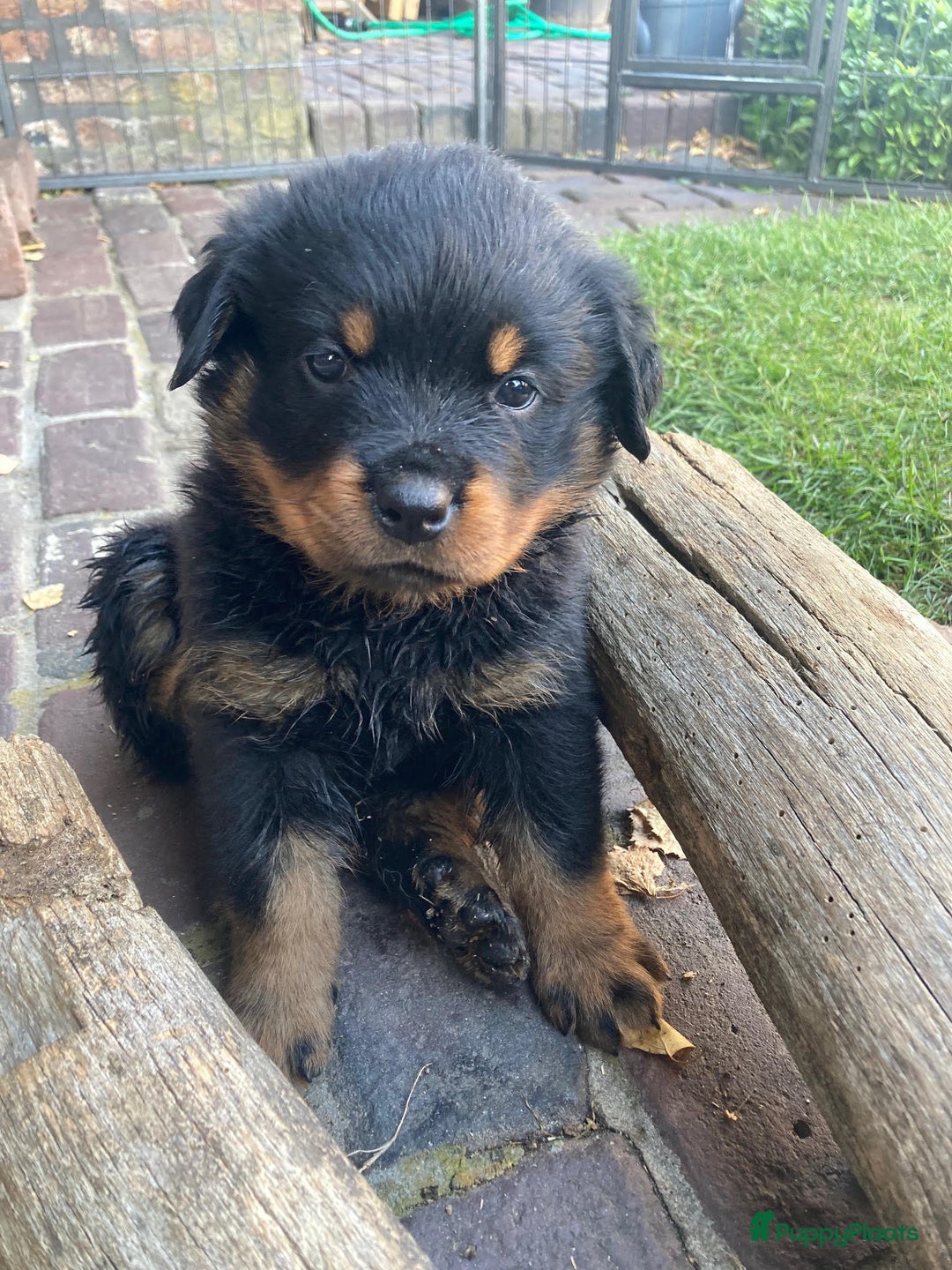 Rottweiler honden te koop: Mooie Rottweiler pups - Afbeelding 16