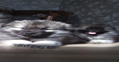Keeshond honden - Advertentie 5