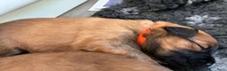 Catalaanse Herdershond honden te koop: Eerste Baskische herder nestje van Nederland - Advertentie 3