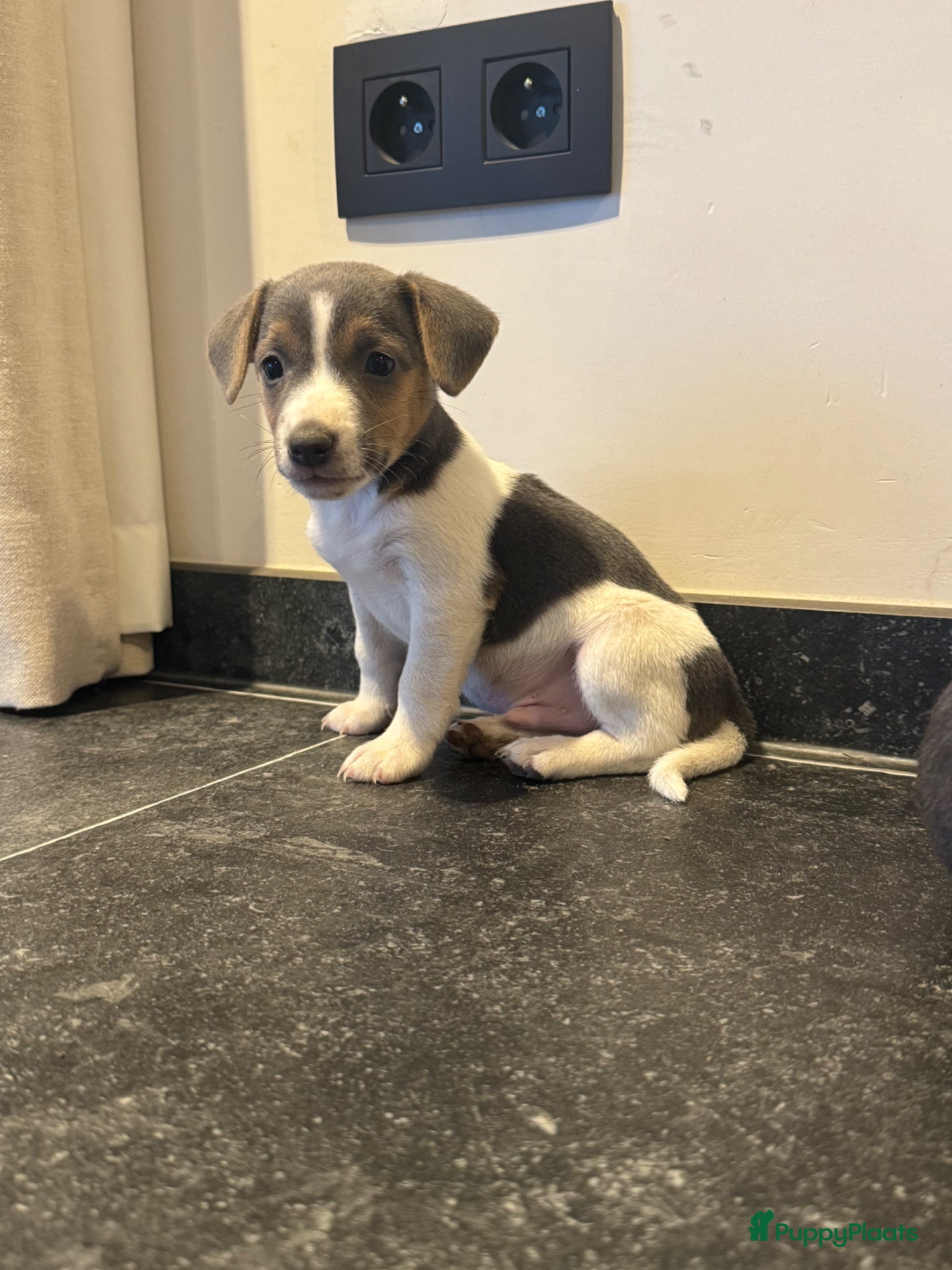 Jack Russel Terriër honden Jack Russel pups te koop - Advertentie 2