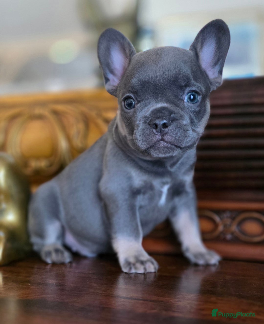 Franse Bulldog honden te koop: Super knappe, raszuivere franse bulldog pups - Advertentie 11