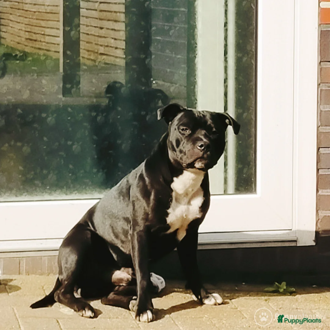 Engelse Stafford honden ter dekking: DekReu aangeboden Engelse stafford in Beerta - Advertentie 2