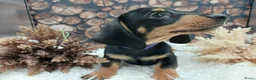 Teckel (korthaar)  honden te koop: Teckel reutjes Black and Tan - Advertentie 7