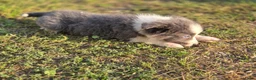Border Collie honden te koop: Prachtige Lilac en Blue border collie pups - Advertentie 12