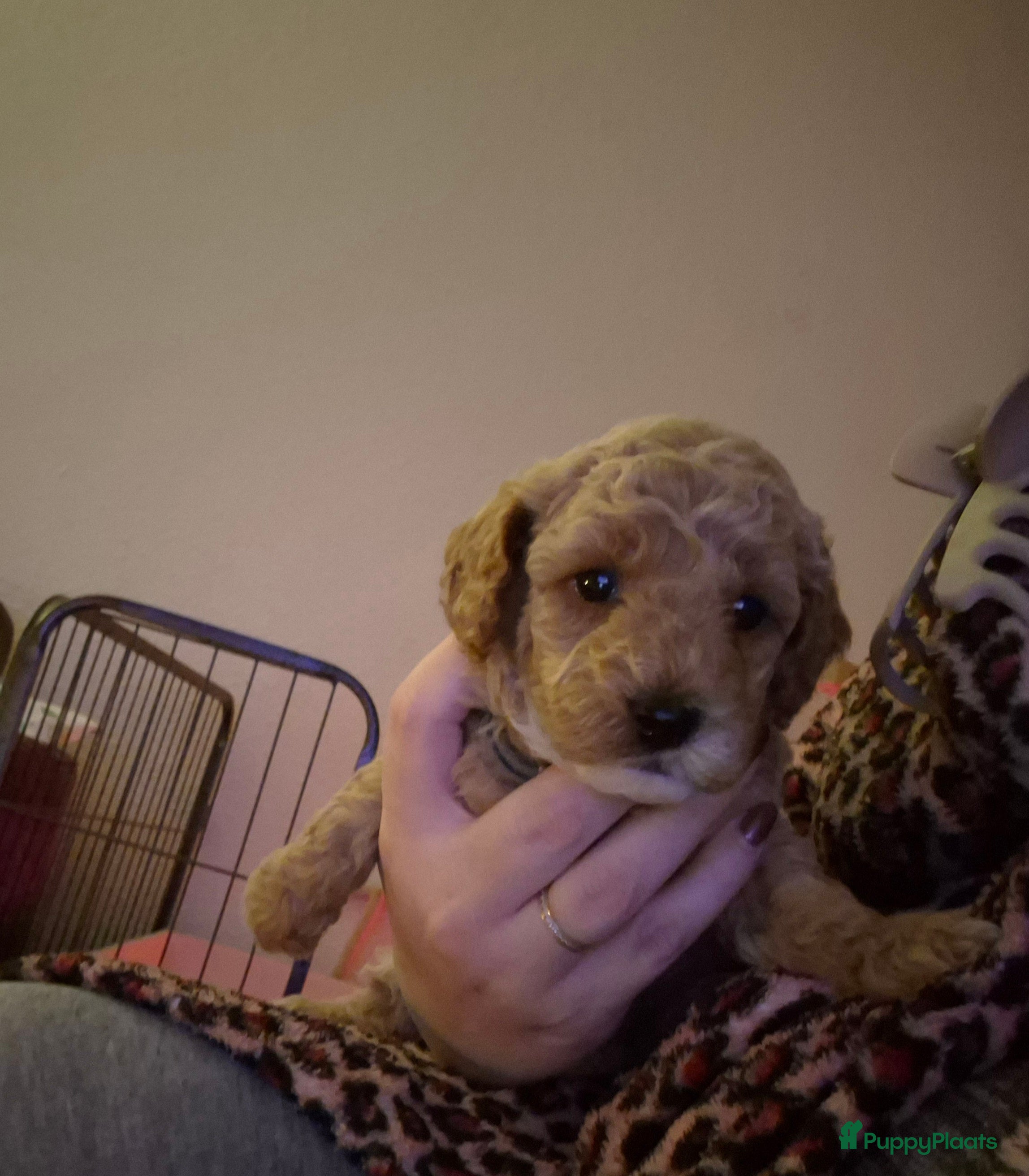 Maltipoo honden Lieve maltipoo reu - Advertentie 3