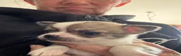 Chihuahua honden te koop: Kortharige chihuahua pups - Advertentie 18