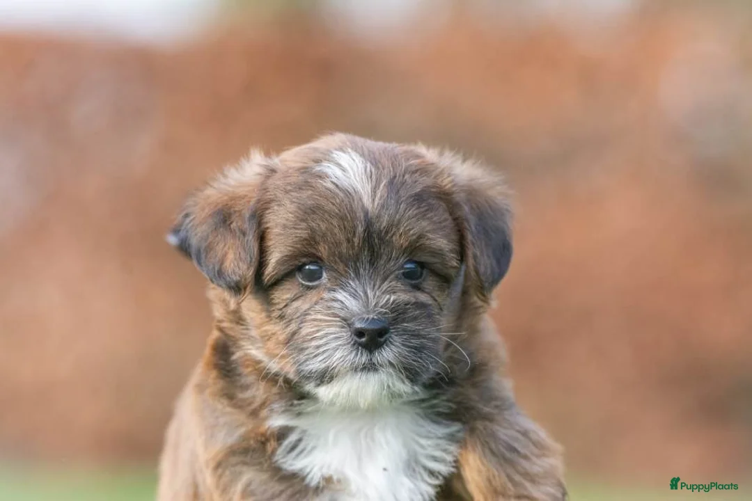 Shihpoo honden te koop: mooie kleinblijvende shihpoo doodle mini  - Advertentie 6