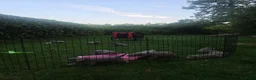 Weimarse Staande Hond langhaar honden te koop: Weimaraner Langhaar Pups met Stamboom - Advertentie 7