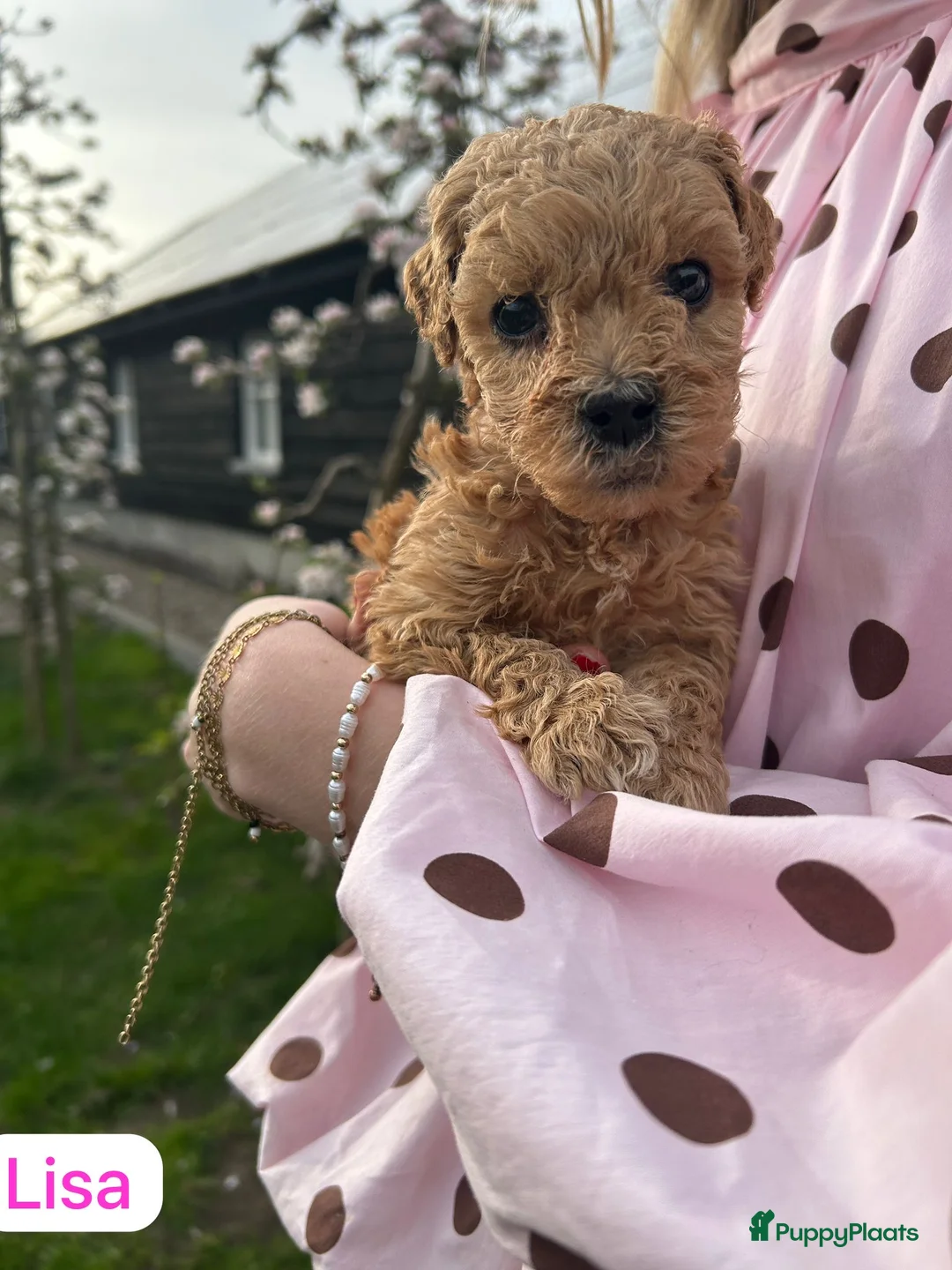 Kruising honden te koop: Bruine Labradoodle - Australian labra doodle pups - Advertentie 2