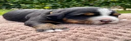 Berner Sennenhond honden te koop: Prachtige Berner Sennenpups met stamboom - Advertentie 10