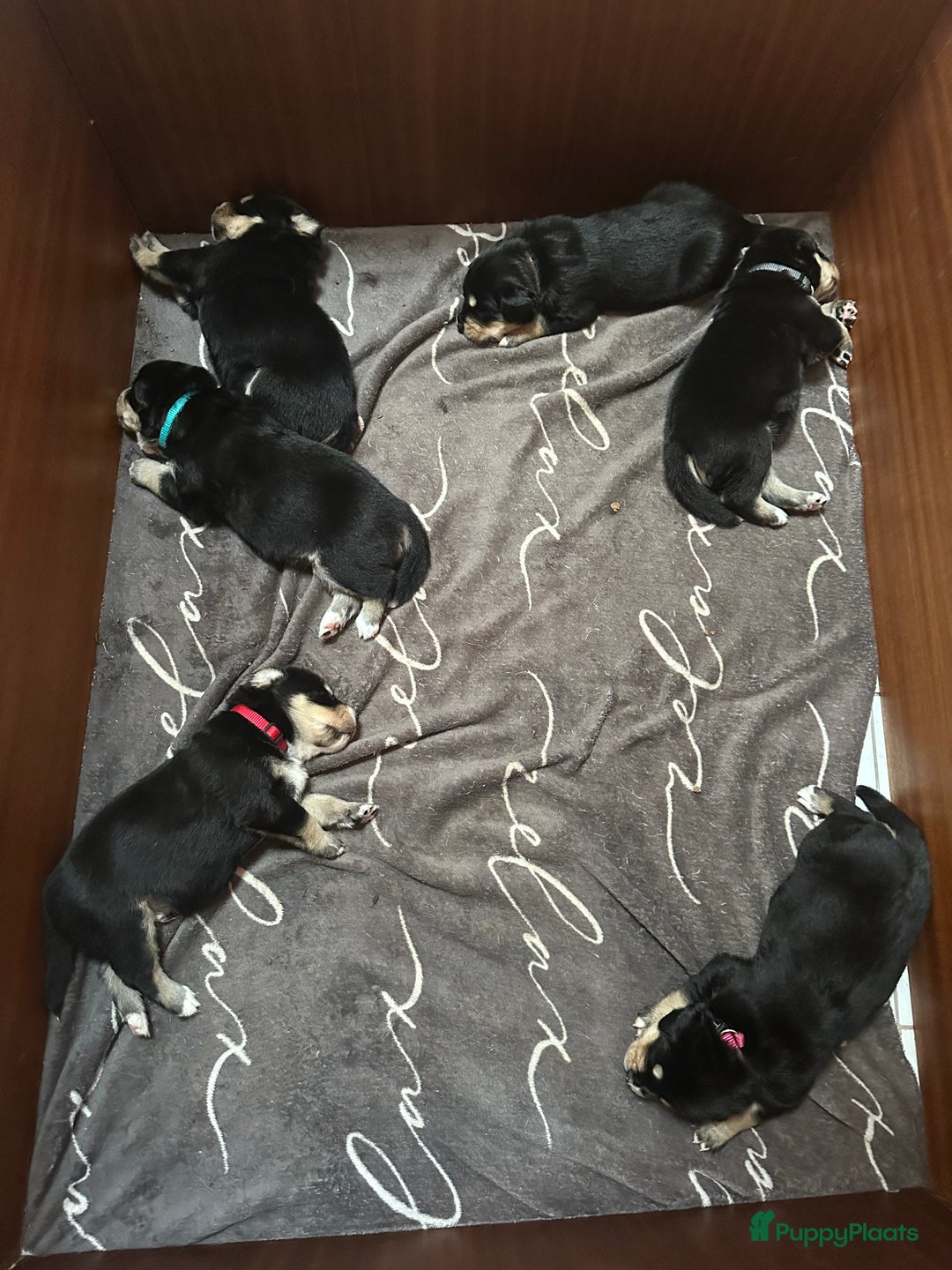 Kruising honden te koop: Super lieve bernsky puppy’s - Afbeelding 9
