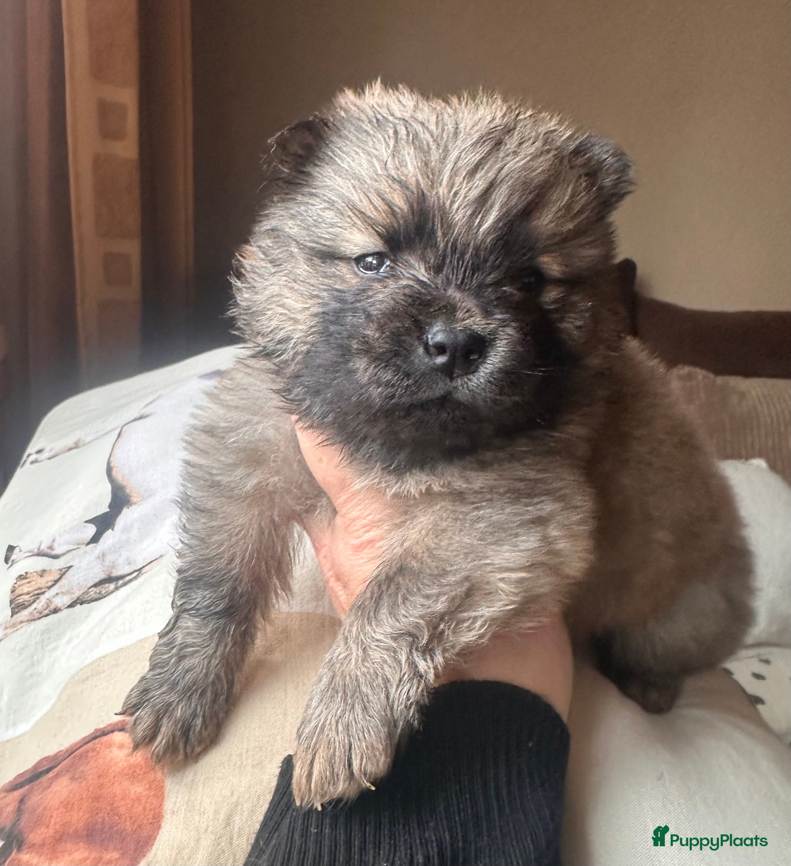 Chow Chow honden Mini Chow chow - Advertentie 2