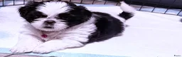 Shih Tzu honden te koop: Shihtzu te koop  - Advertentie 3