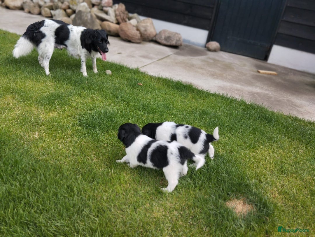Friese Stabij honden te koop: Drie lieve Friese Stabij reutjes in Gasselte - Afbeelding 17