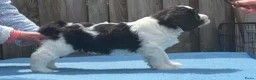 Polski Owczarek Nizinny honden te koop: Gouden mandje zoeken - Advertentie 5
