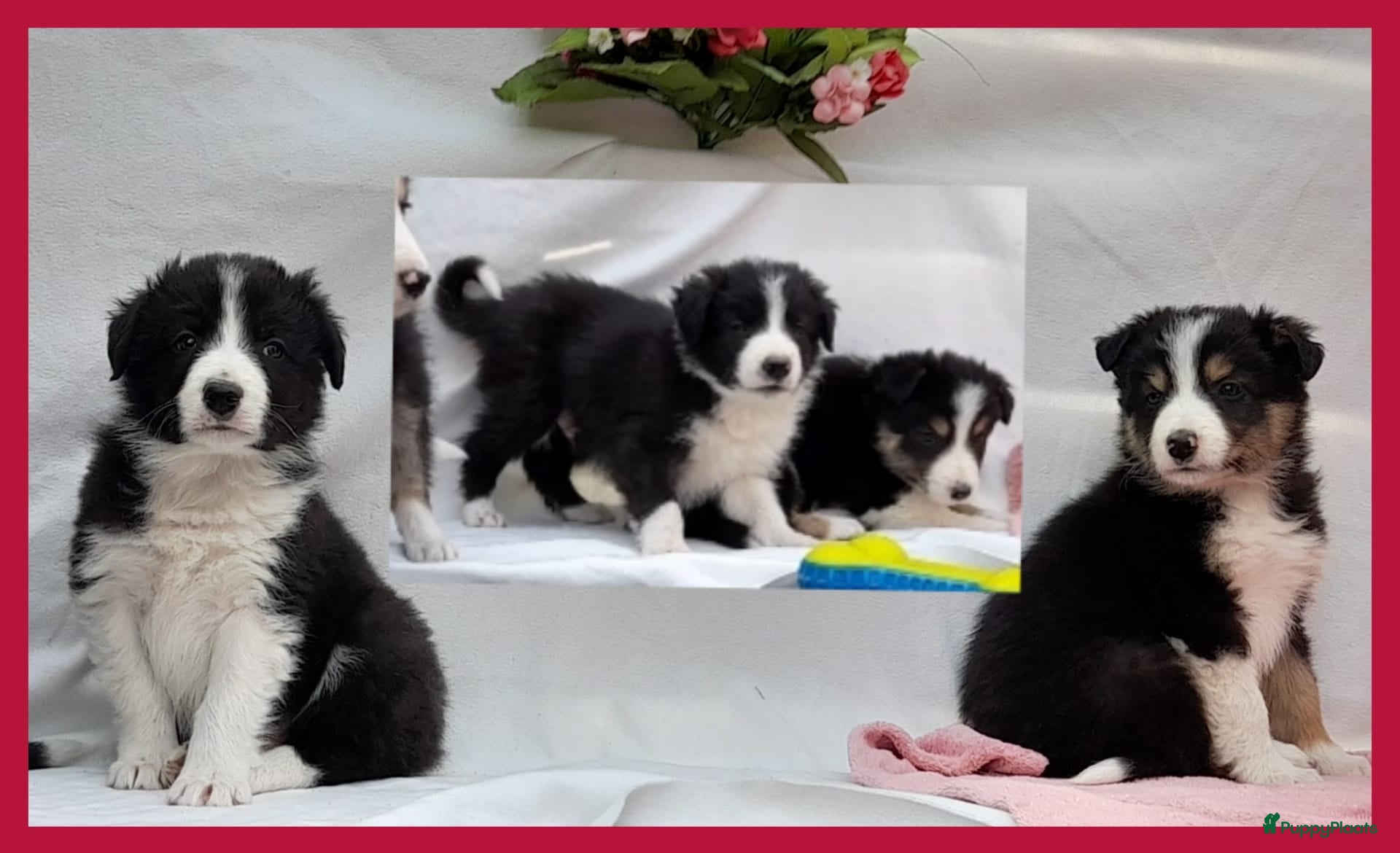 Border Collie honden Prachtige, raszuivere Border Collie pups - Advertentie 1