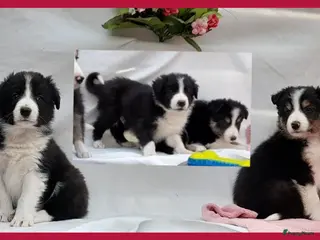 Border Collie honden Prachtige, raszuivere Border Collie pups - Advertentie 1