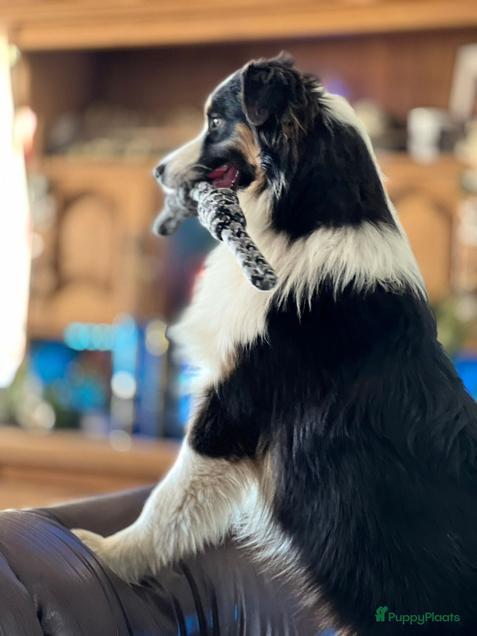 Australian Shepherd honden Australian shepherd reutje fci pedigree - Advertentie 11