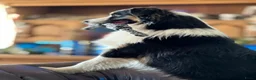 Australian Shepherd honden te koop: Australian shepherd reutje fci pedigree in Valkenburg - Advertentie 1