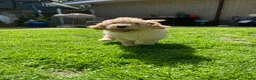 Australian Labradoodle honden te koop: Schitterende labradoodles - Advertentie 16