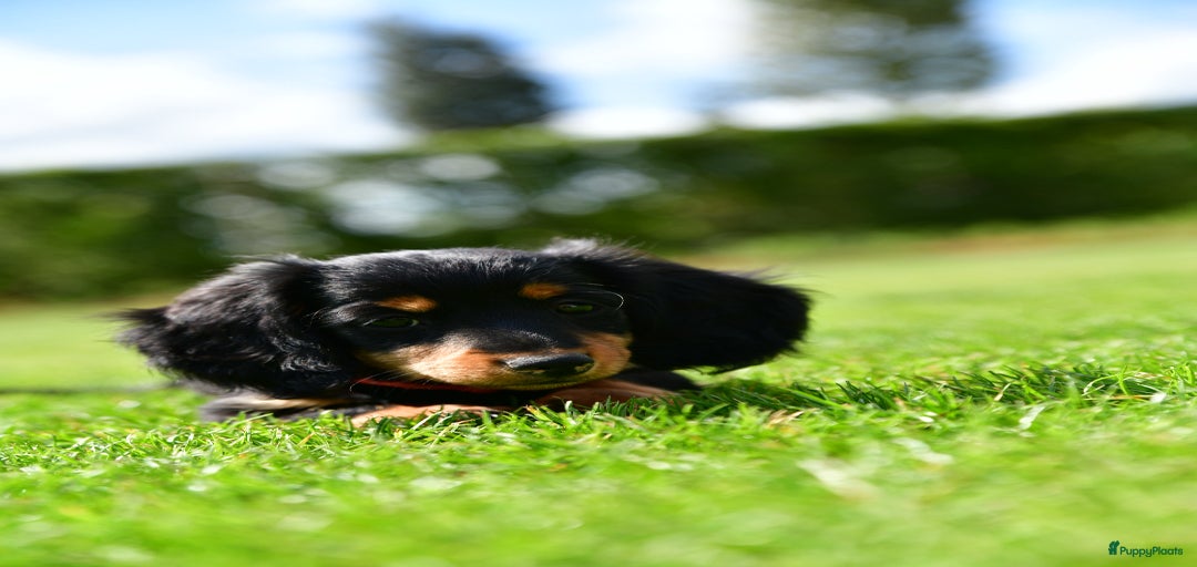 Galerij afbeelding {{count}}