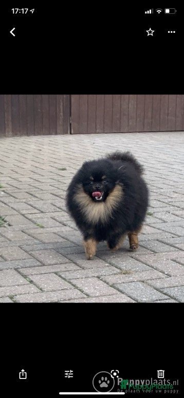 Pomeriaan honden Dekreu te koop fci in Eersel - Advertentie 2