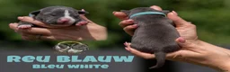 Amerikaanse Bully honden te koop: American Bully pups geboren - 24 juni  - Advertentie 2