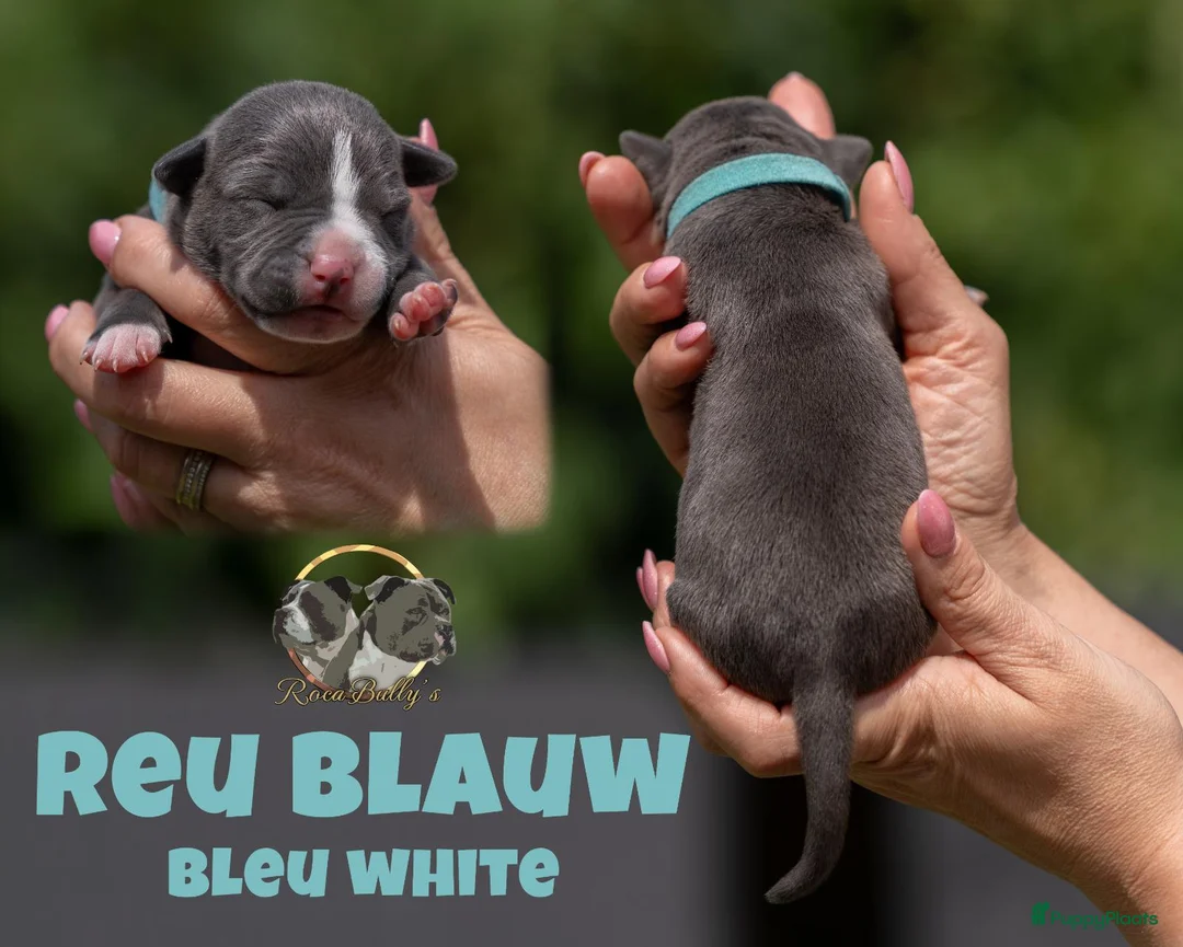 Amerikaanse Bully honden te koop: American Bully pups geboren - 24 juni  - Advertentie 2
