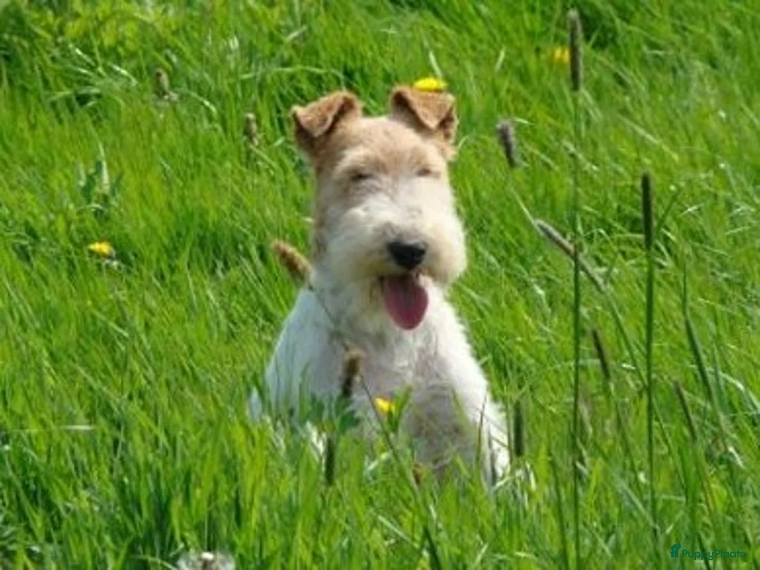 Fox Terriër Draadhaar honden te koop: ruwharige fox terrier pups - Advertentie 2