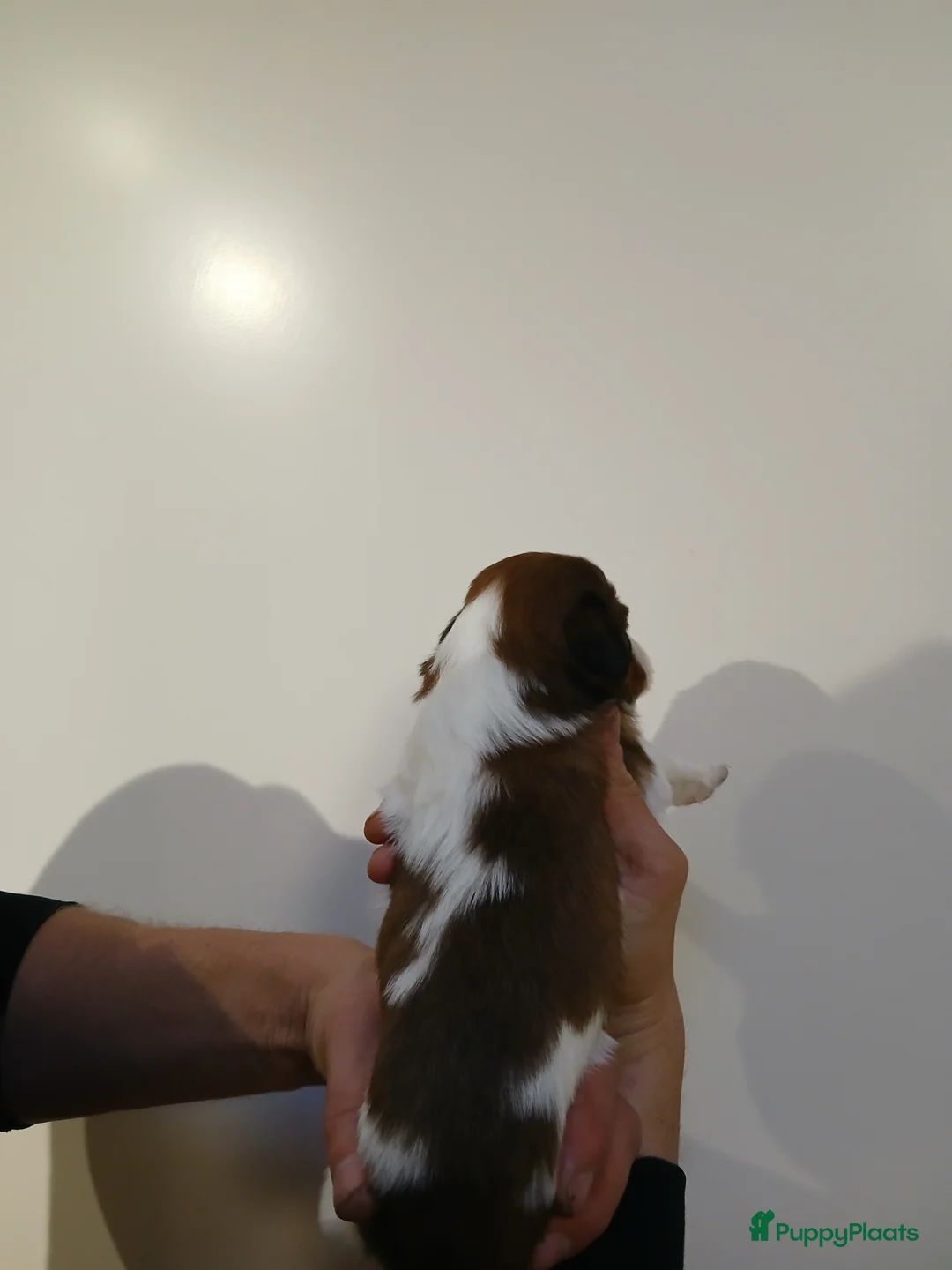 Kooikerhondje honden te koop: Supper liever  nestje kooiker pups van 7 - Advertentie 11