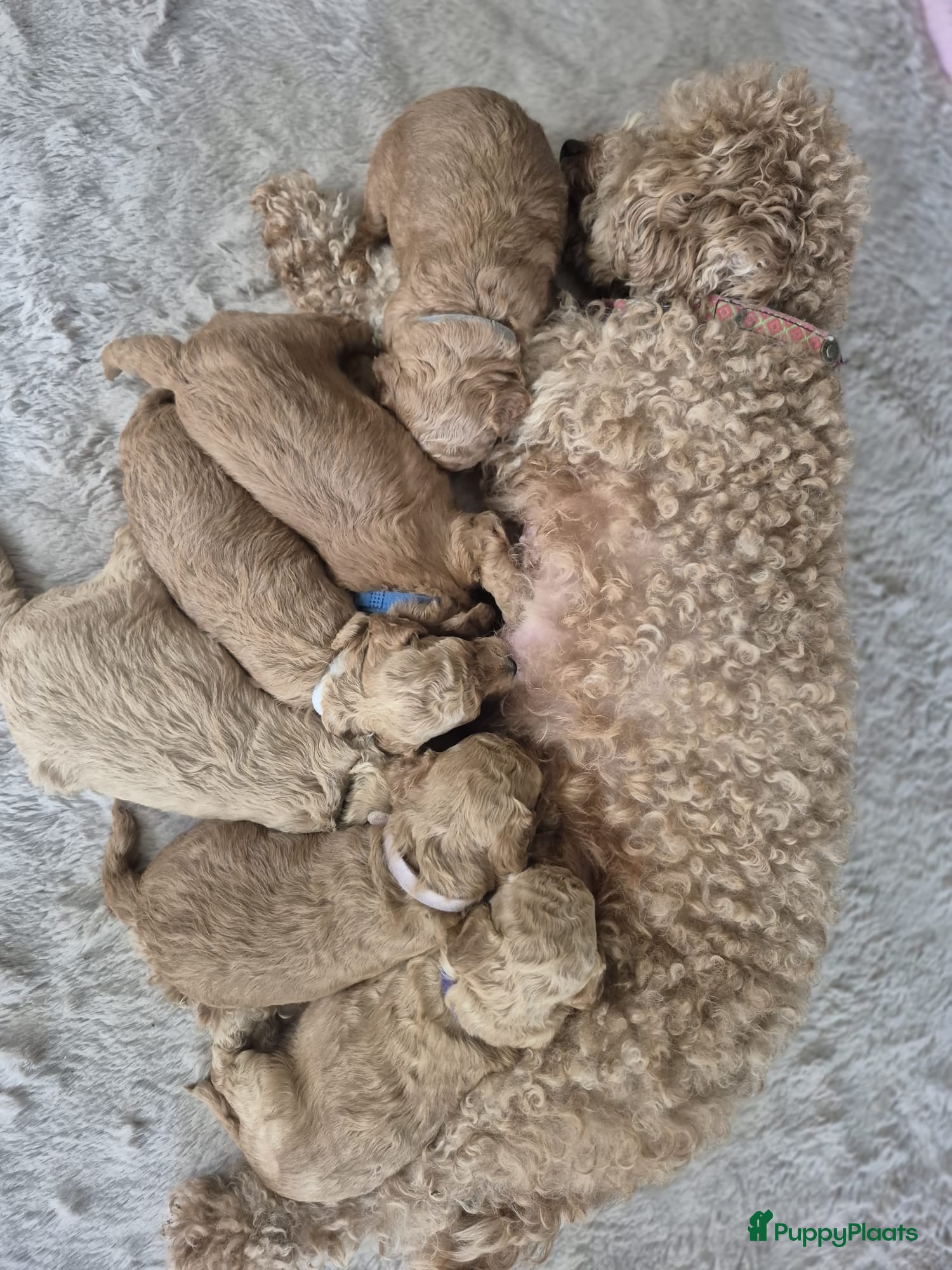 Poedel Toy honden Prachtige, gezonde, sociale toypoedel pups ️ - Advertentie 1