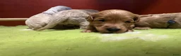 Australian Labradoodle honden te koop: Australian Labradoodle ( medium) - Advertentie 10