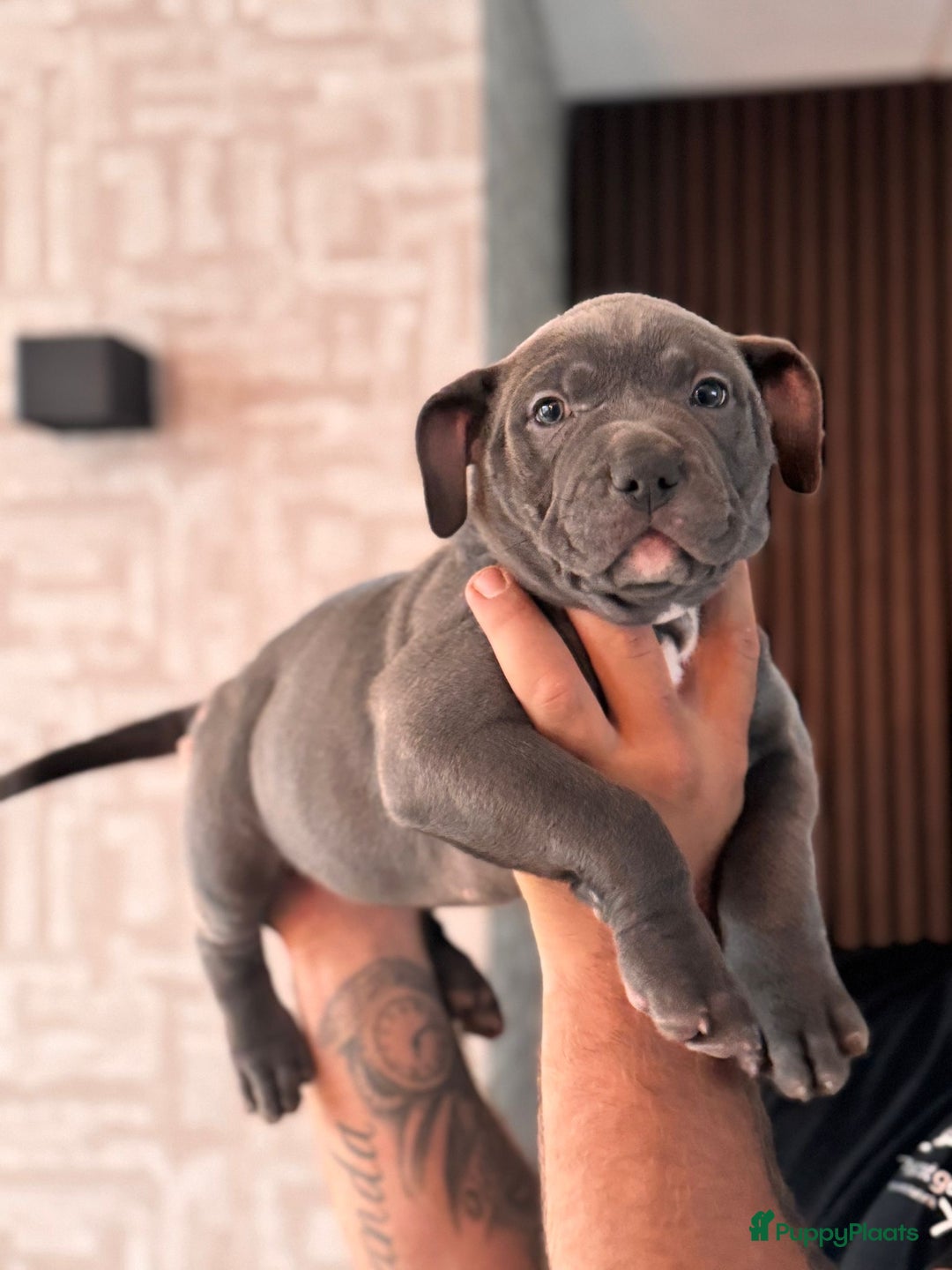 Amerikaanse Bully honden te koop: Prachtige American bully xl  - Afbeelding 4
