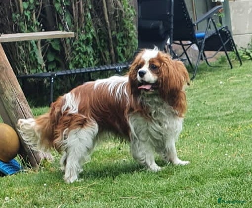 Cavalier King Charles Spaniel honden cavalier kingcharles spaniel dekreu in Mierlo - Advertentie 5