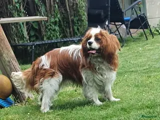 Cavalier King Charles Spaniel honden cavalier kingcharles spaniel dekreu in Mierlo - Advertentie 1
