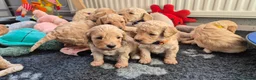 Cockapoo honden te koop: Kleine maat cockapoo pups - Advertentie 18