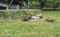 Labrador Retriever honden te koop: Te koop bijzondere mooie Labradorpuppy's  in Bunnik - Afbeelding 2