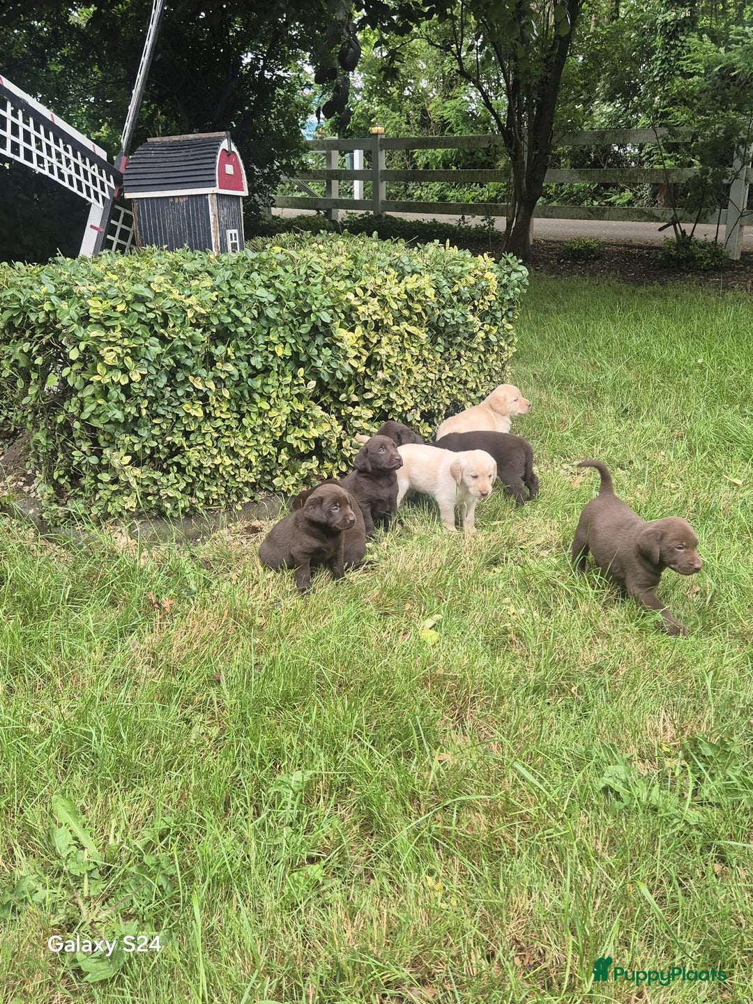 Labrador Retriever honden te koop: Te koop bijzondere mooie Labradorpuppy's  in Bunnik - Afbeelding 2