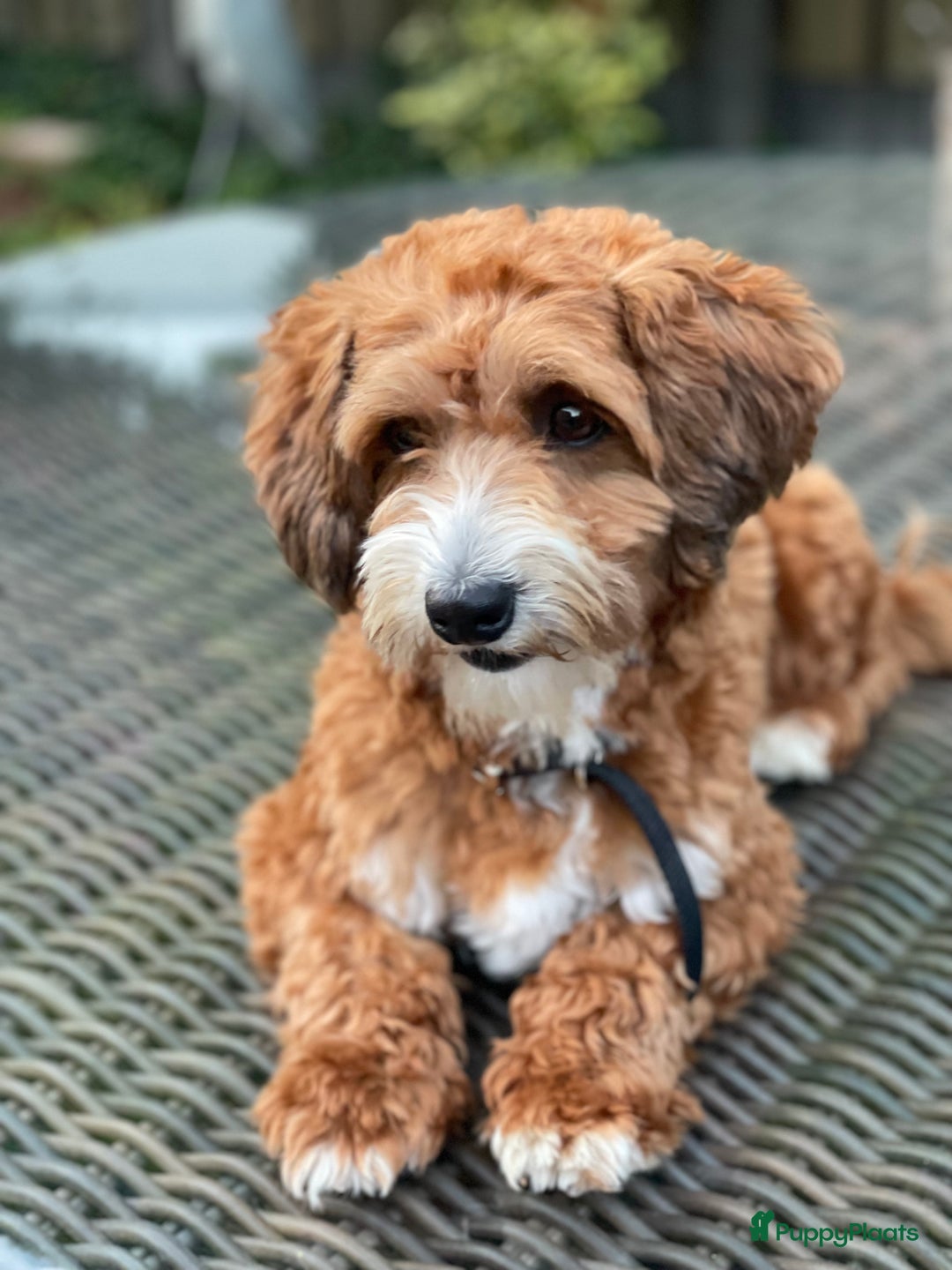 Maltipoo honden ter dekking: Dekreutje maltipoo, sjefke niet te koop. - Advertentie 3