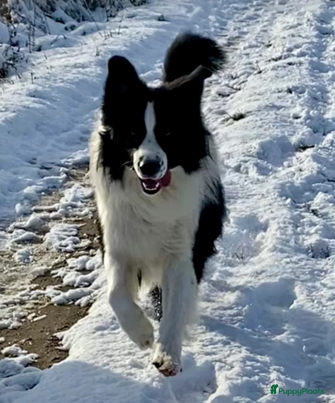 Australian Shepherd honden te koop: www.ofoutbackvalley@hotmail.com - Advertentie 3