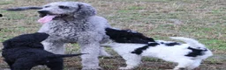 Labradoodle honden te koop: doodle pups beschikbaar  - Advertentie 1