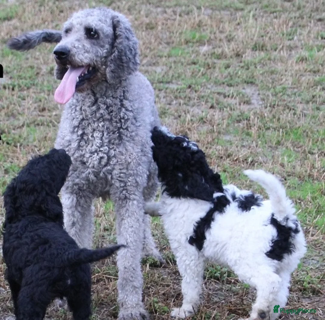 Labradoodle honden te koop: doodle pups beschikbaar  - Advertentie 1