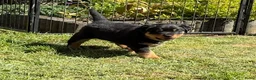 Kruising honden te koop: Berner SennerxRottweiler puppy's in Dalfsen - Advertentie 13