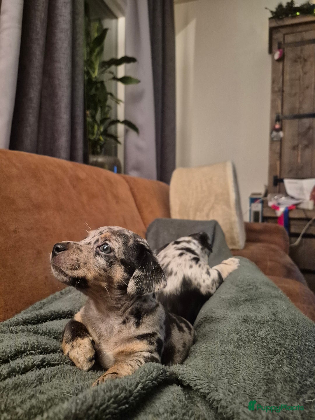 Jack Russel Terriër honden te koop: Merle Jackrussel te koop - Advertentie 15