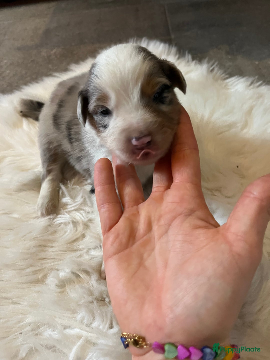 Australian Shepherd honden te koop: Australian shepherd pups - Advertentie 7