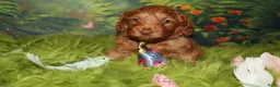 Australian Labradoodle honden te koop: 1 teefje en 3 reutjes Australian labradoodle pups - Advertentie 11