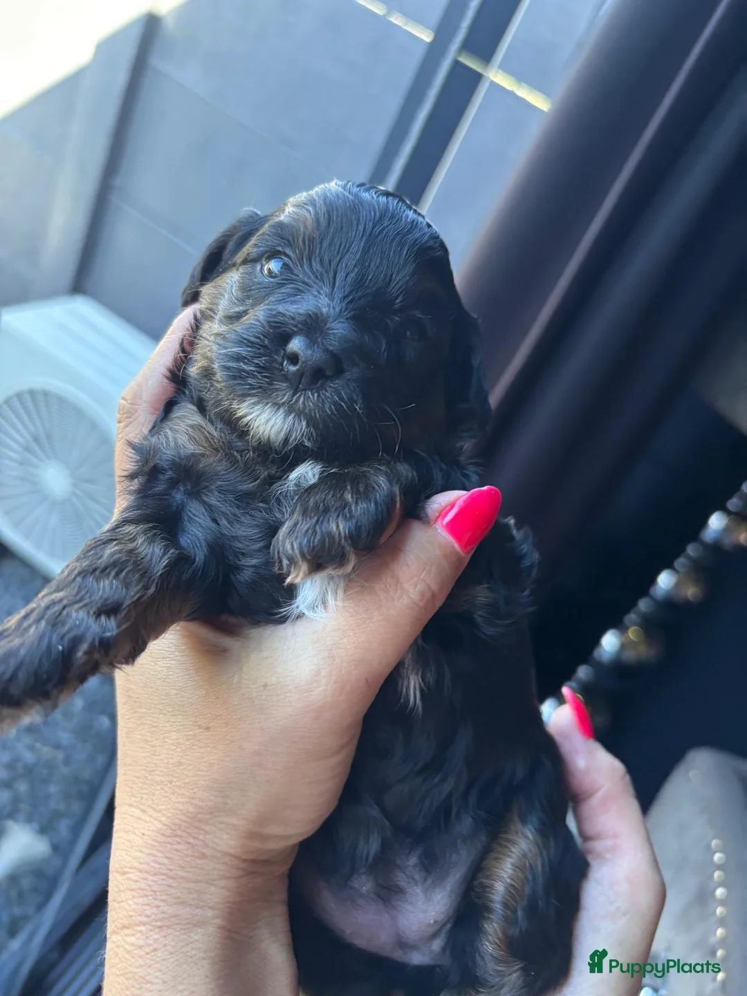 Kruising honden te koop: Nog 2 prachtige black and tan boompoo pups  - Advertentie 2