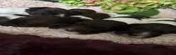 Australian Labradoodle honden te koop: Australian labradoodlepups met afstammingsbewijs! - Advertentie 6